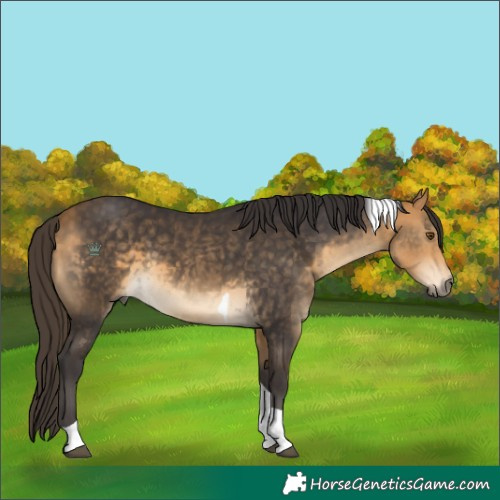 Horse Color:Buckskin Tobiano Rabicano