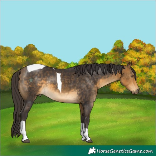 Horse Color:Buckskin Tobiano Rabicano 