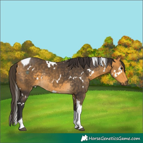 Horse Color:White Spotted Buckskin Tobiano Rabicano