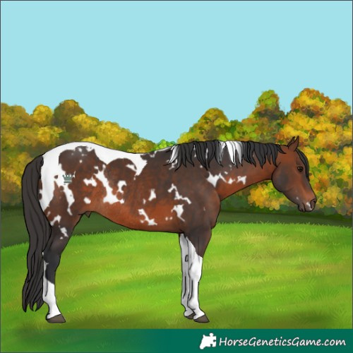 Horse Color:White Spotted Brown Tobiano Rabicano