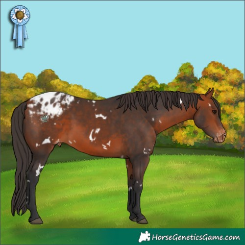 Horse Color:White Spotted Bay Appaloosa