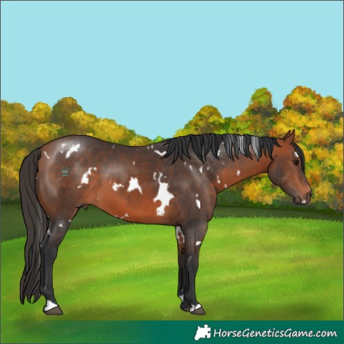 Horse Color:White Spotted Bay