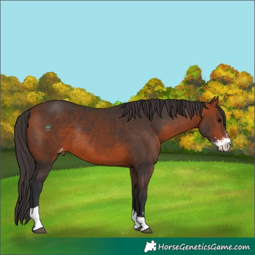 Horse Color:Bay Sabino Tobiano Varnish Rabicano