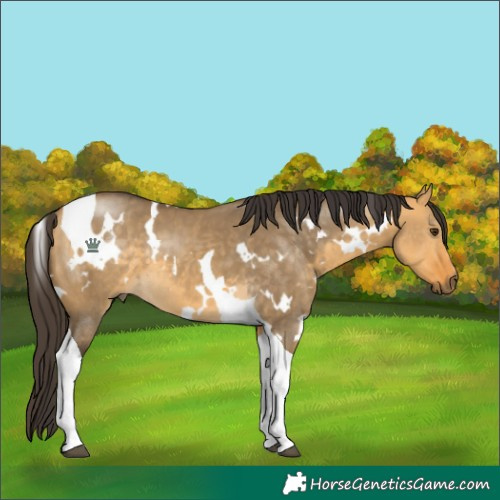 Horse Color:White Spotted Buckskin Dun Tobiano 