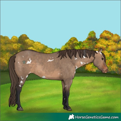 Horse Color:White Spotted Brown Dun Varnish 