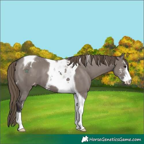Horse Color:Smoky Grullo Sabino Tobiano Varnish 