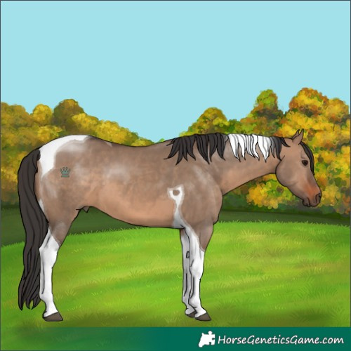 Horse Color:Brown Dun Tobiano