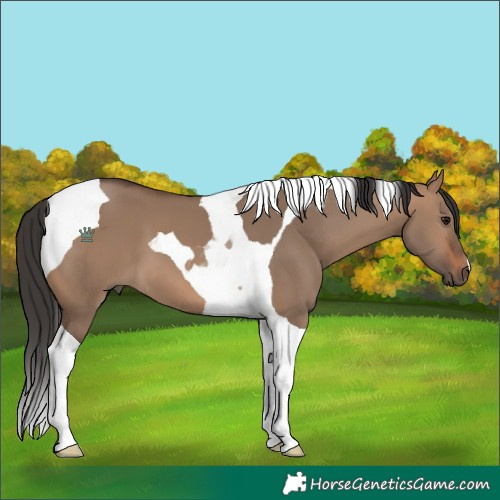 Horse Color:Brown Dun Tobiano