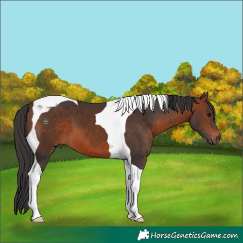 Horse Color:Brown Tobiano