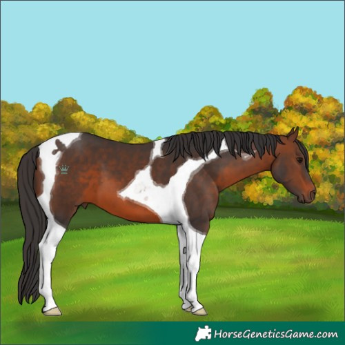 Horse Color:Brown Tobiano