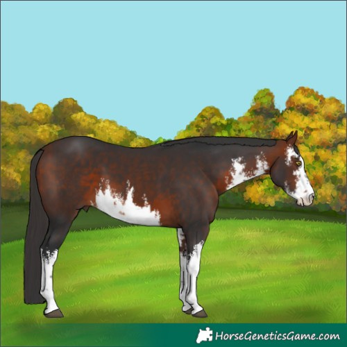 Horse Color:White Spotted Bay 