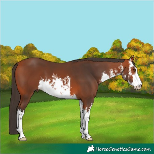Horse Color:White Spotted Bay