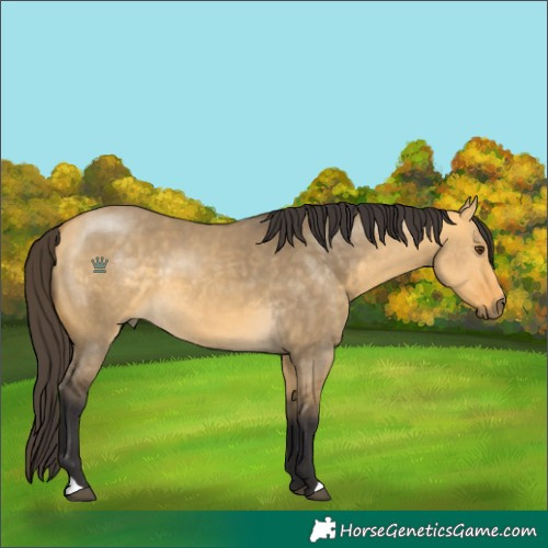 Horse Color:Buckskin Dun