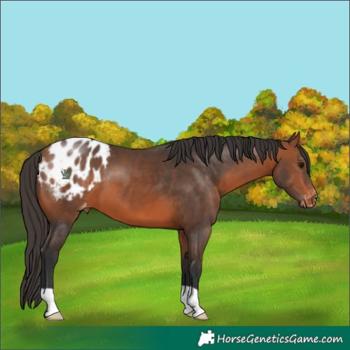 Horse Color:Bay Blanket