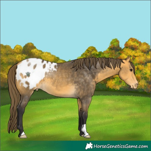 Horse Color:Buckskin Blanket 