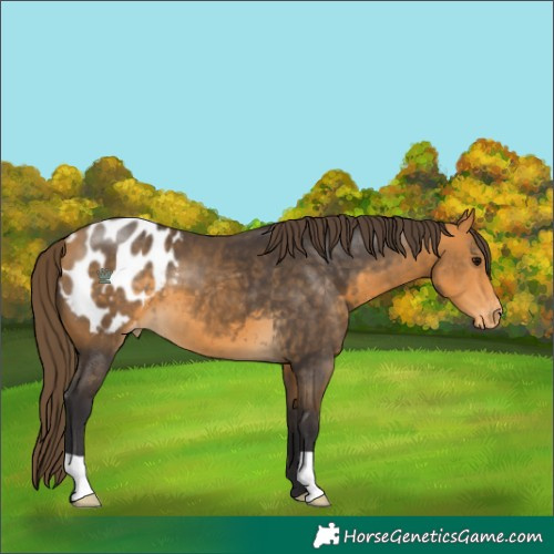 Horse Color:Buckskin Blanket