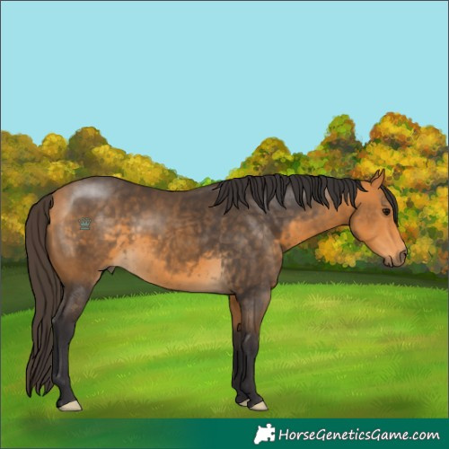 Horse Color:Buckskin