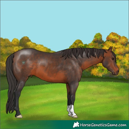 Horse Color:Brown 
