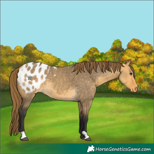 Horse Color:Buckskin Dun Appaloosa