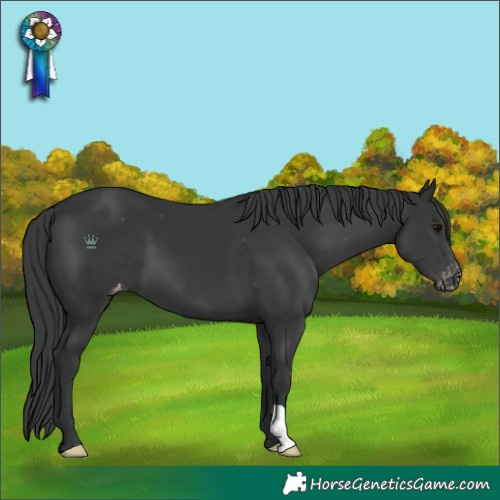Horse Color:Black Appaloosa