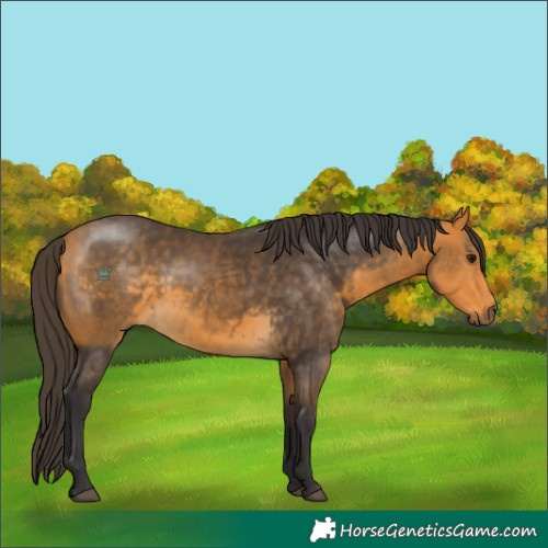 Horse Color:Buckskin