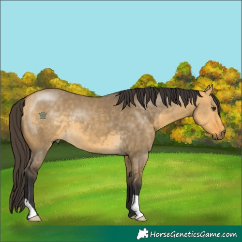 Horse Color:Buckskin Dun 