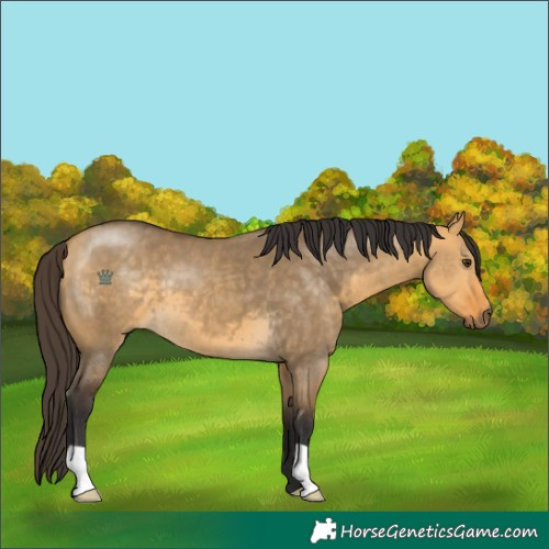 Horse Color:Buckskin Dun