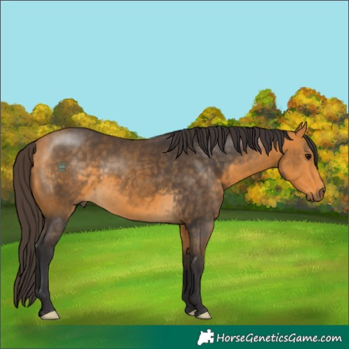 Horse Color:Buckskin