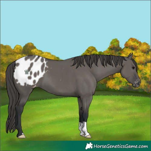 Horse Color:Grullo Appaloosa