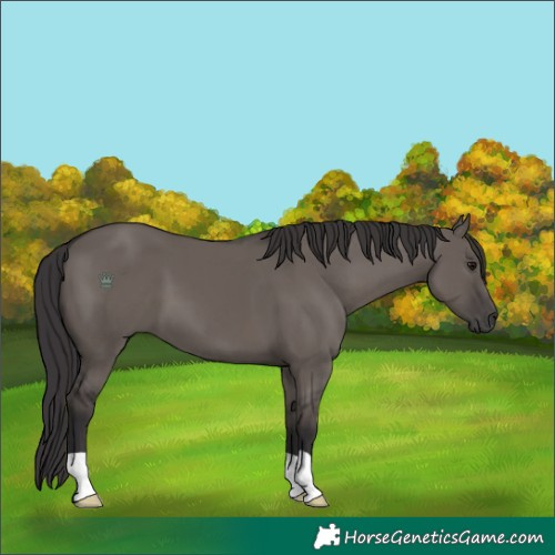 Horse Color:Smoky Grullo 