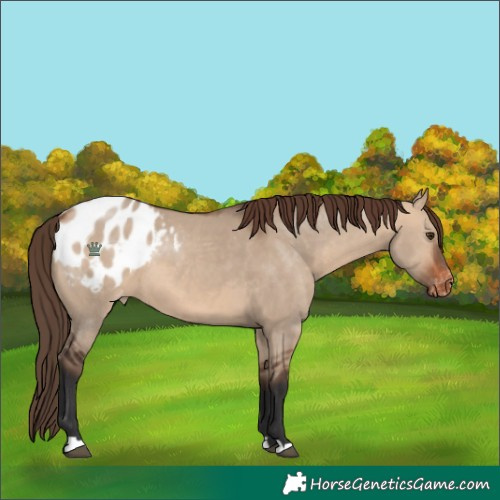 Horse Color:Bay Dun Appaloosa 