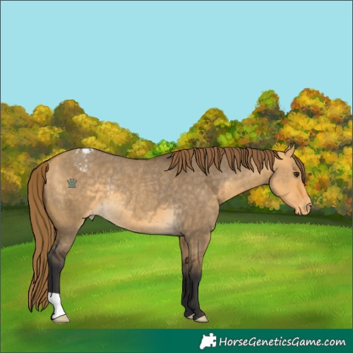 Horse Color:Buckskin Dun Appaloosa Rabicano 