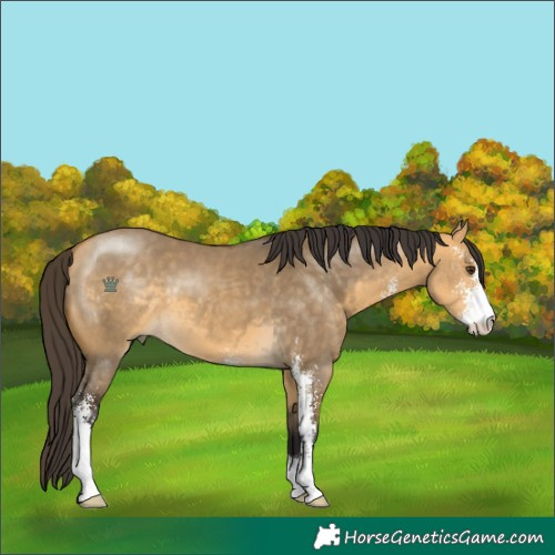 Horse Color:Buckskin Dun Sabino