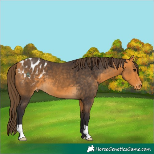 Horse Color:Buckskin Appaloosa