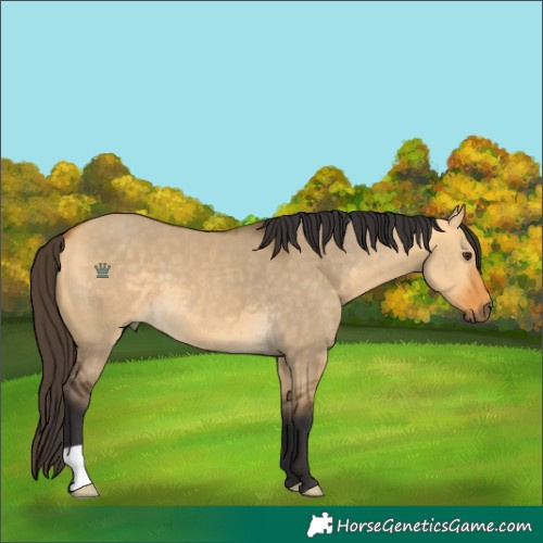 Horse Color:Buckskin Dun
