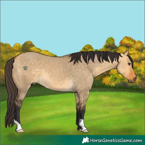 Horse Color:Buckskin Dun
