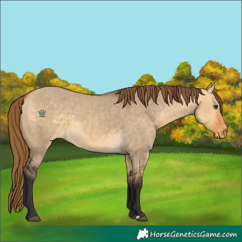 Horse Color:Buckskin Dun Appaloosa
