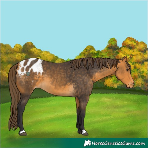 Horse Color:Buckskin Appaloosa