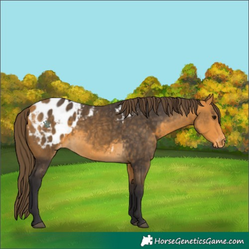 Horse Color:Buckskin Appaloosa 