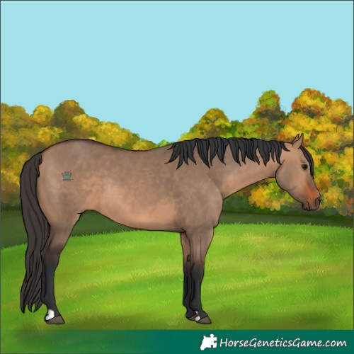 Horse Color:Bay Dun