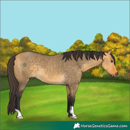 Horse Color:Buckskin Dun