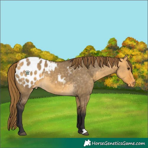 Horse Color:Buckskin Dun Appaloosa 