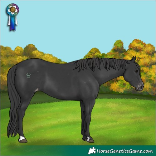 Horse Color:Black Appaloosa 