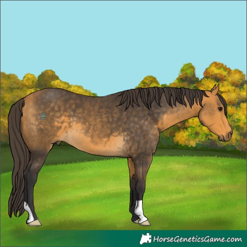 Horse Color:Buckskin 