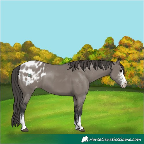 Horse Color:Grullo Sabino Appaloosa