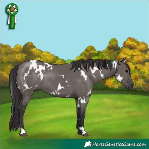 Horse Color:White Spotted Smoky Grullo