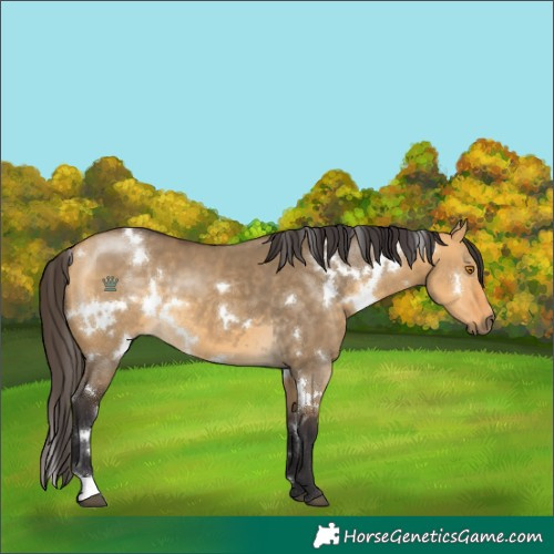 Horse Color:White Spotted Buckskin Dun