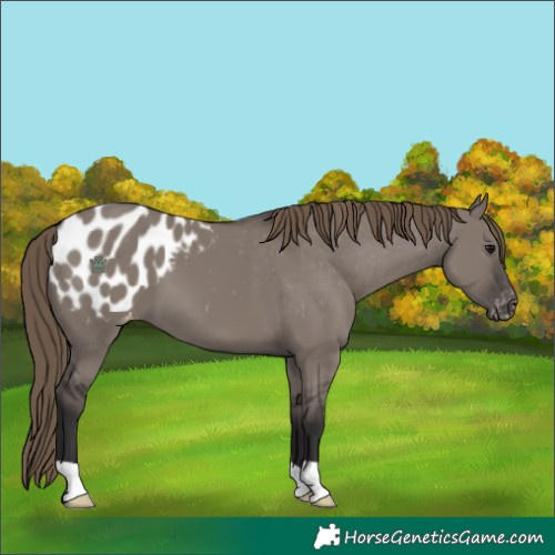 Horse Color:Smoky Grullo Appaloosa 