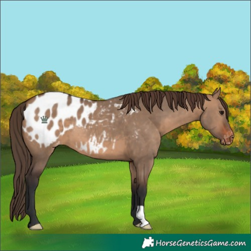 Horse Color:Brown Dun Appaloosa