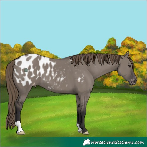 Horse Color:Smoky Grullo Blanket 
